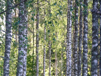 Malli kesäisessä koivikossa.